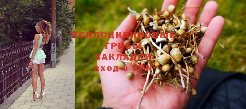 Псилоцибиновые грибы Psilocybine cubensis  как найти наркотики  Ершов 